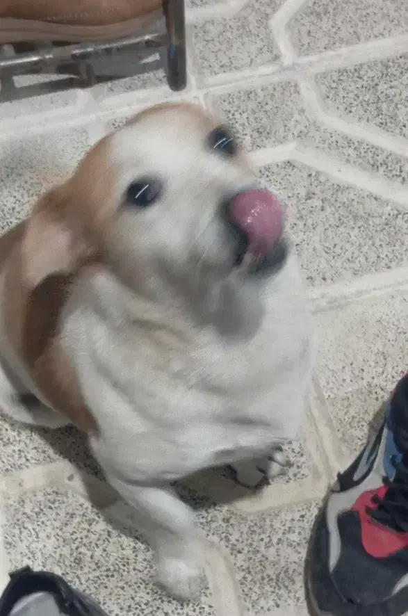 سگ پاکوتاه|سگ|تربت جام, یحیی آباد|دیوار