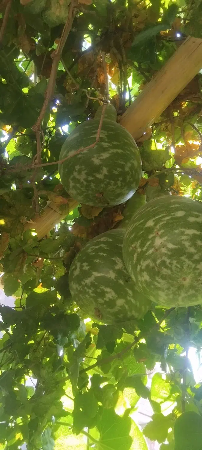 کدو|گل و گیاه طبیعی|کرمان, |دیوار