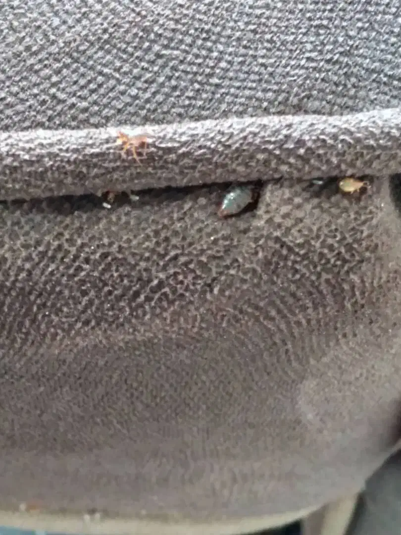 ضدعفونی و سمپاشی فوری وتخصصی و تضمینی ساس موش سوسک|خدمات نظافت|نسیمشهر, |دیوار