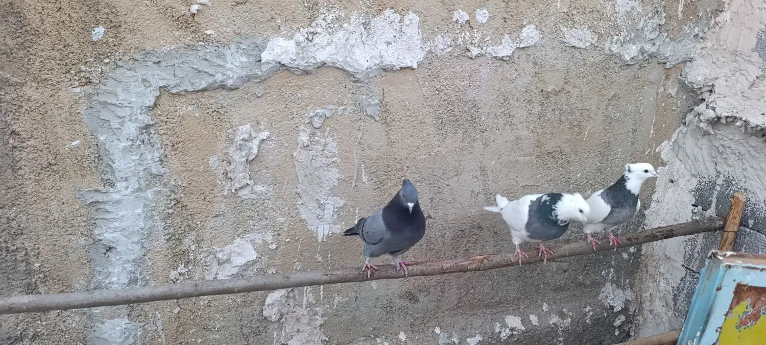 فروش یک جفت طوقی و یک ماده سبز|پرنده|اشنویه, |دیوار