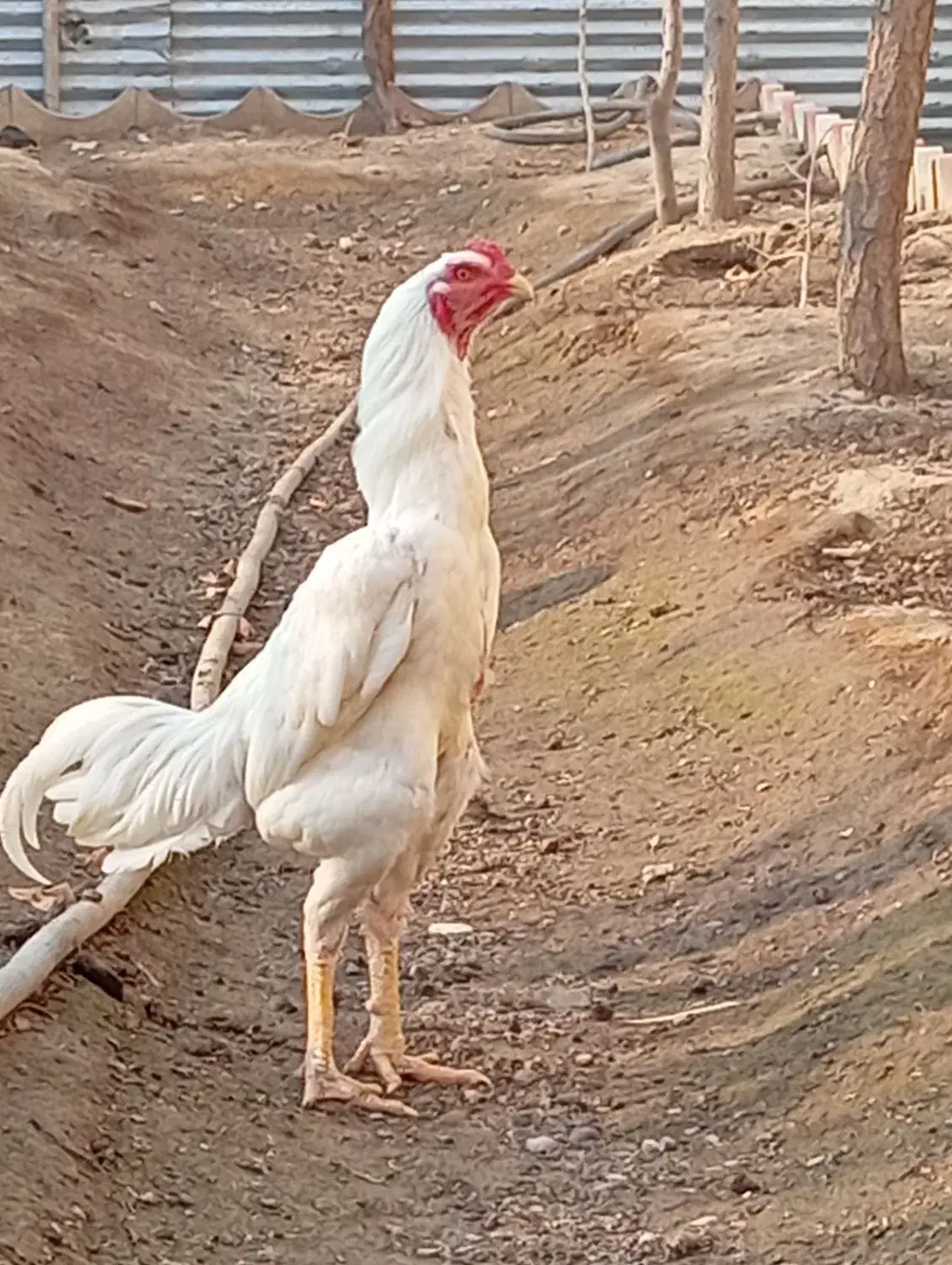 تخم لاری|حیوانات مزرعه|پاکدشت, پاکدشت (مامازند)|دیوار