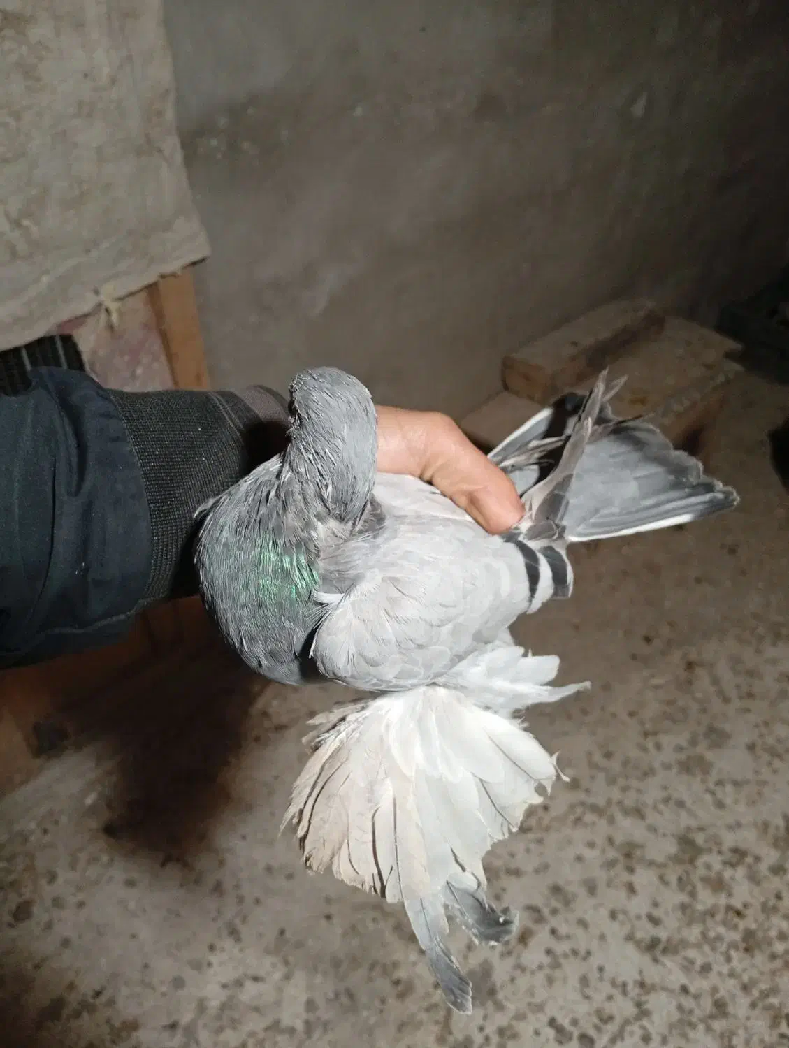 آبی پا پر سه پر مونده ماده|پرنده|ملکان, |دیوار