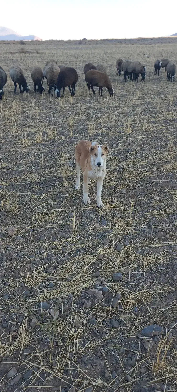 سگ گله|سگ|آبگرم, |دیوار