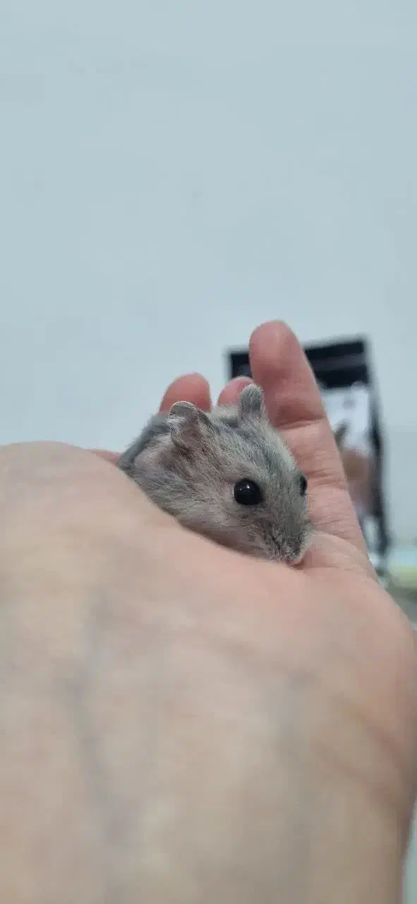 همستر کمپل|موش و خرگوش|قم, پردیسان|دیوار