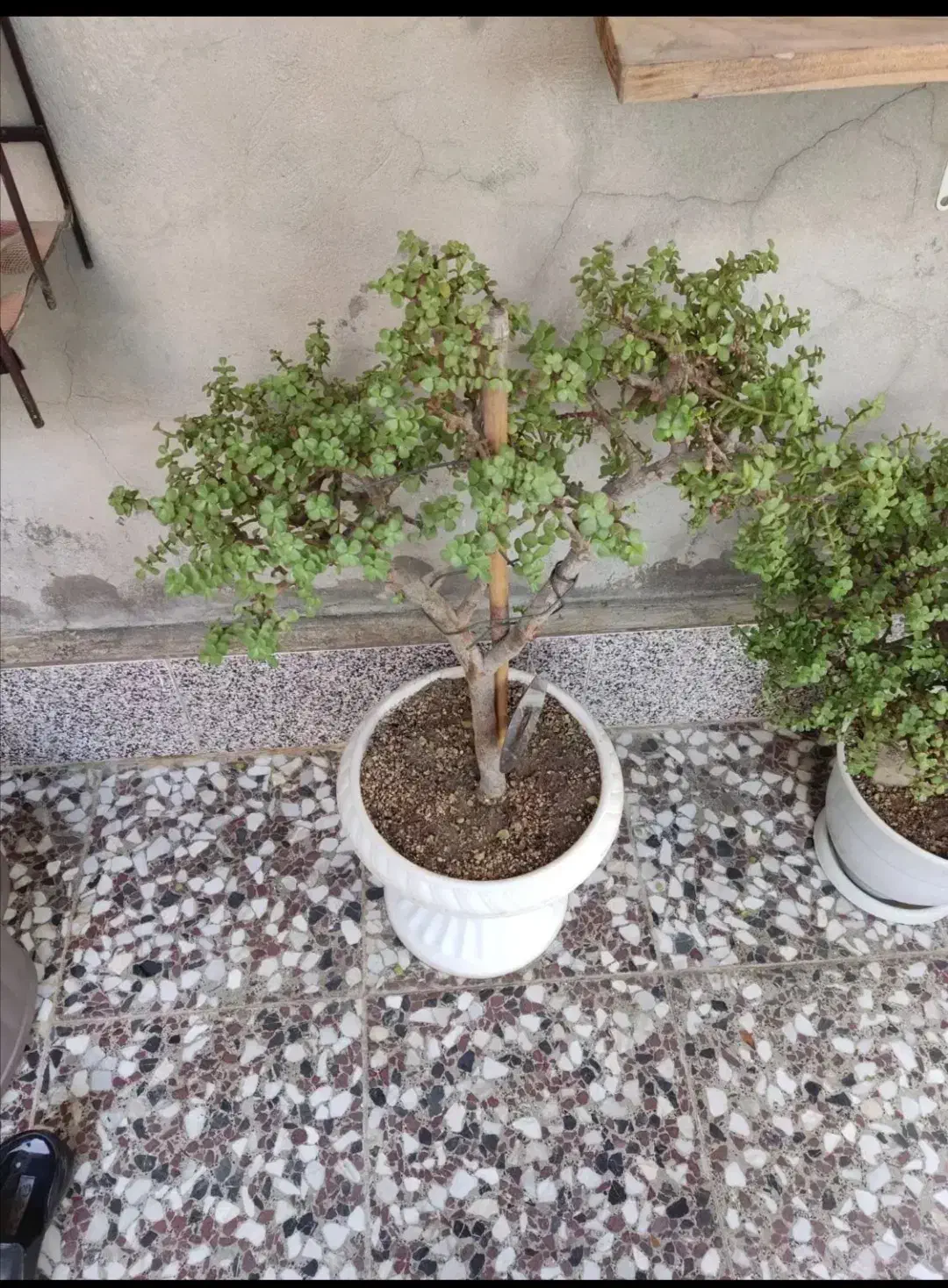 بونسای کراسوالا خرفه ای|گل و گیاه طبیعی|قم, هفت تیر|دیوار