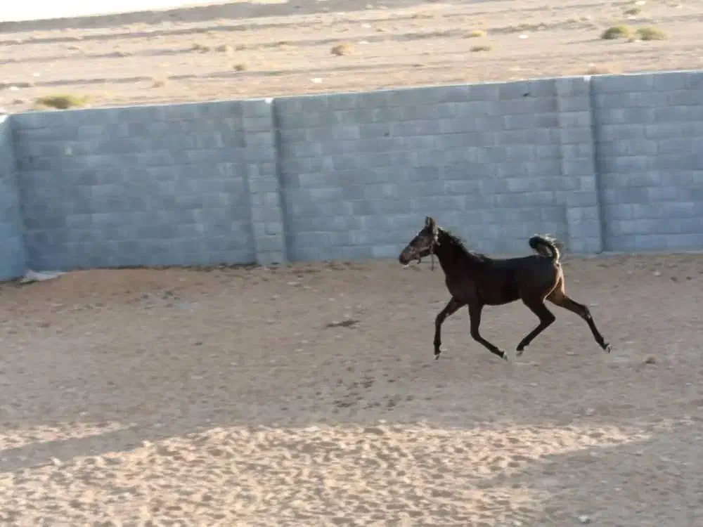 اسب دره شوری|اسب و تجهیزات اسب‌سواری|شهرضا, |دیوار