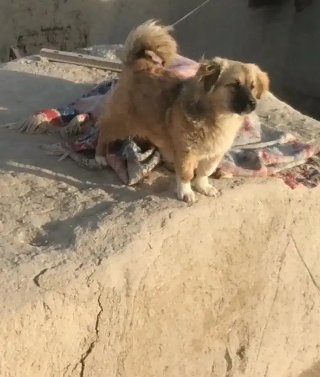 سگ پاکوتاه|سگ|خمک, |دیوار