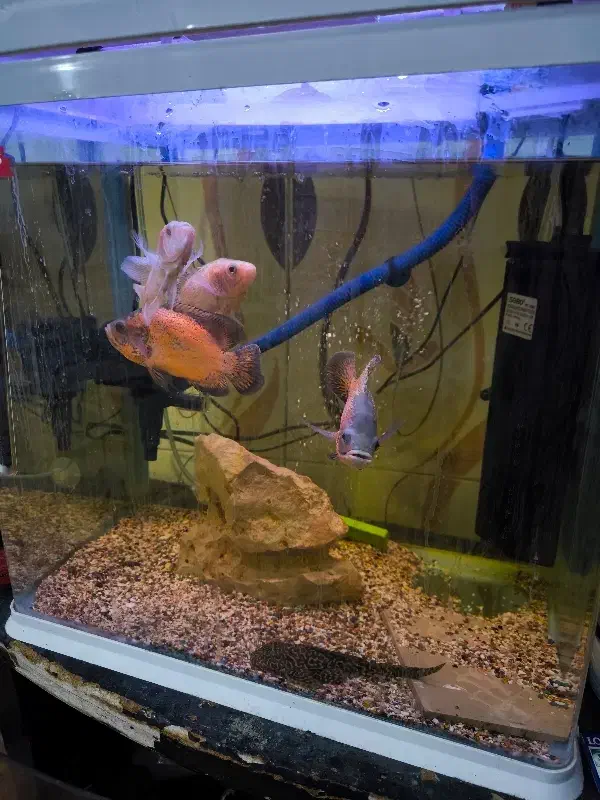 آکواریوم کامل و آماده استفاده همراه ماهی|ماهی|ایلام, |دیوار