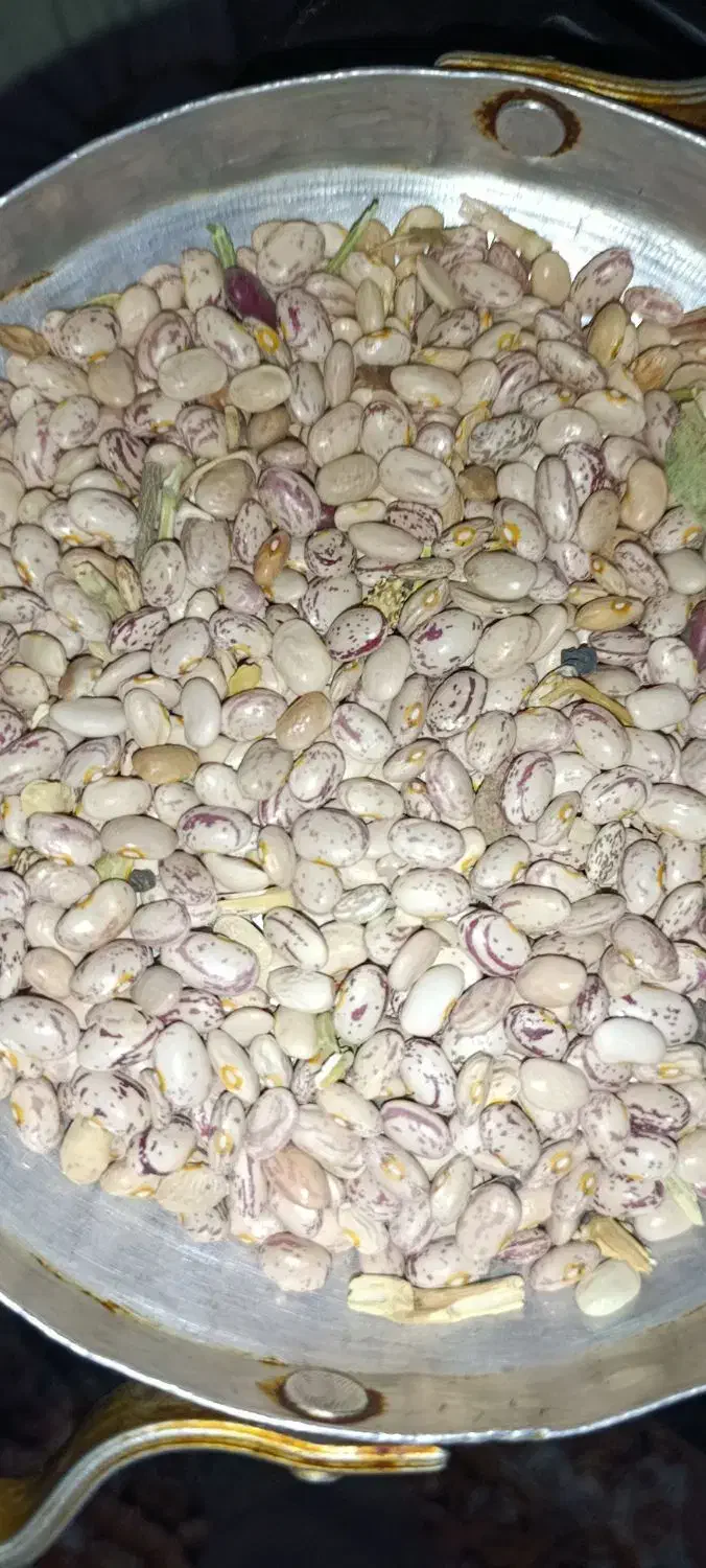 فروش لوبیا چیتی|حراج|خانمیرزا, |دیوار