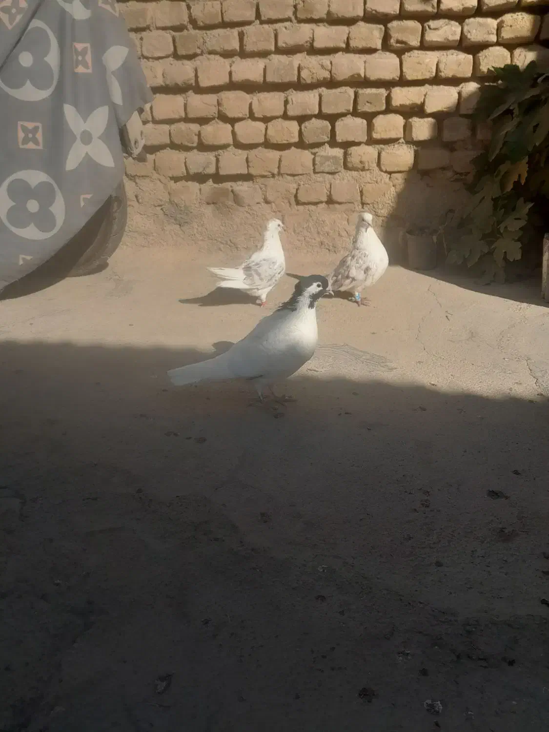 پشت هفترنگ قوچانی سینه ابی|پرنده|بجنورد, |دیوار