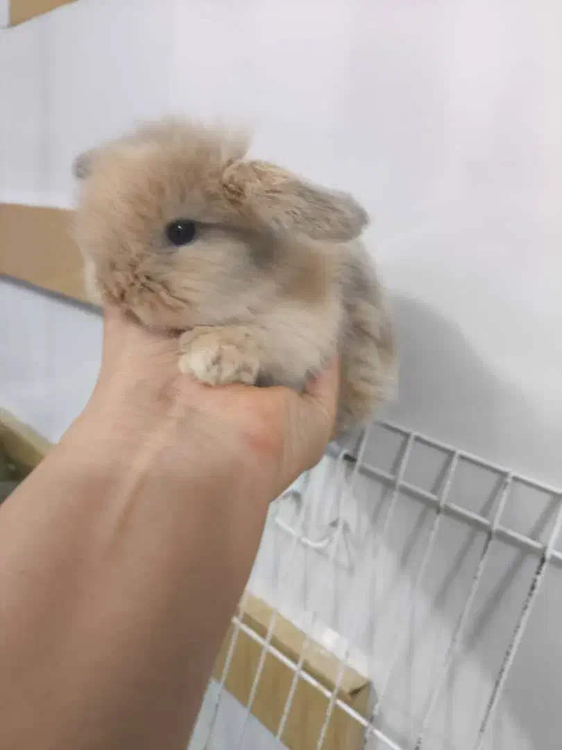 بچه خرگوش مینی لوپ لپ مینیاتوری اموزش دیده|موش و خرگوش|مشهد, هفده شهریور|دیوار