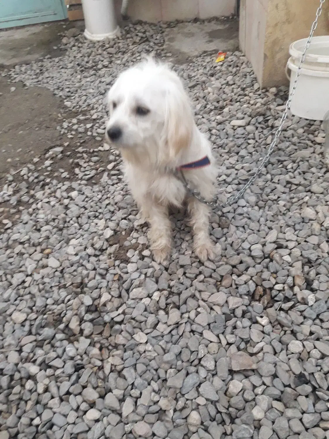 سگ پاکوتاه پشمالو خانگی|سگ|گنبد کاووس, |دیوار