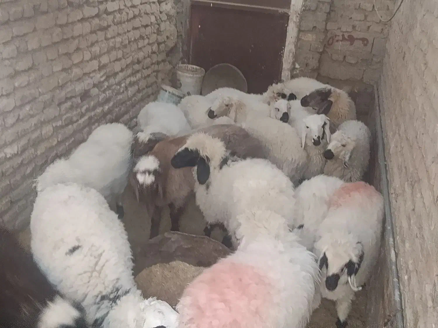 بز آبستن قیمت پایین فقط۷۵۰۰+ بره نر و ماده|حیوانات مزرعه|زابل, |دیوار