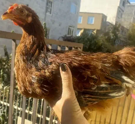 حیوان خانگی|پرنده|سنندج, |دیوار