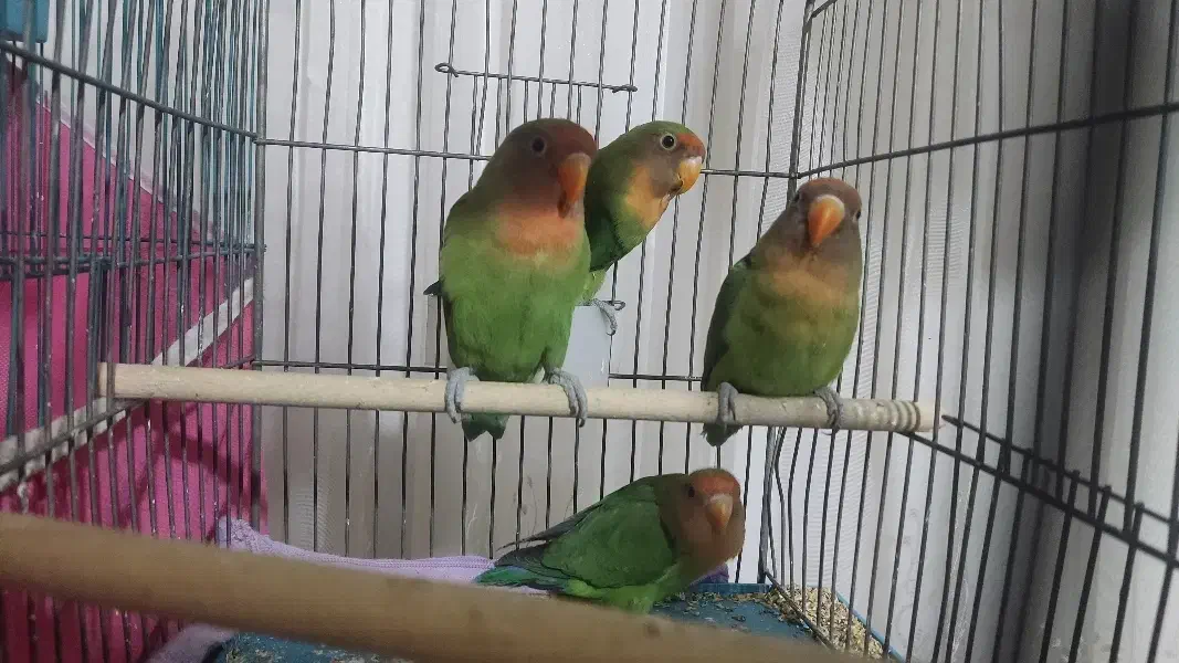 طوطی کونوله برزیلی|پرنده|اصفهان, محمودیه|دیوار