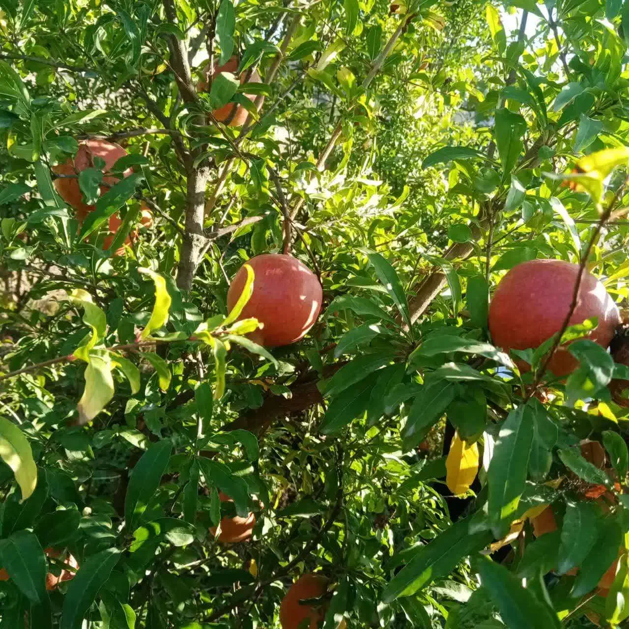 انار|خوردنی و آشامیدنی|بهشهر, |دیوار