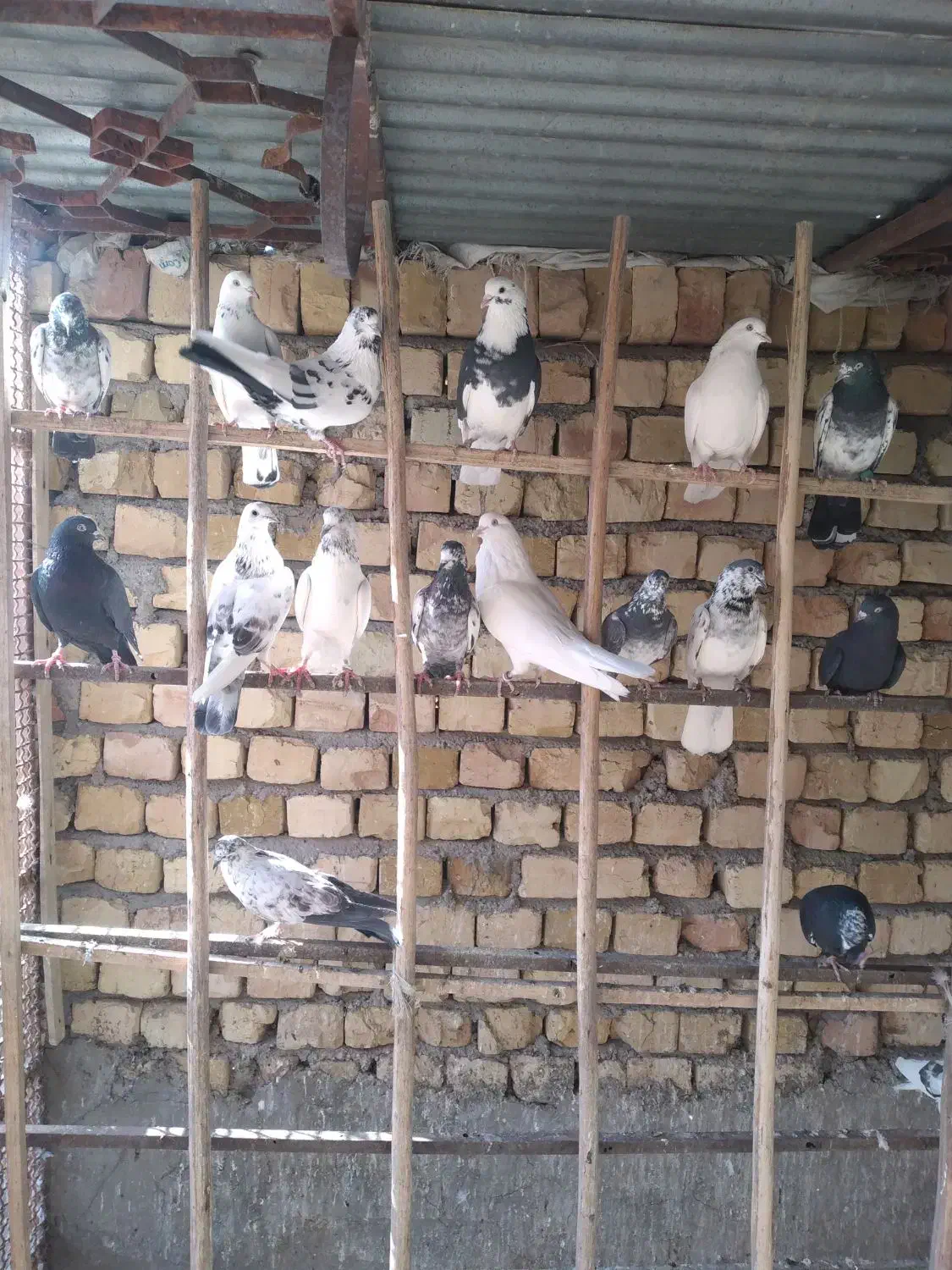 کبوتر جوجه ابلغ|پرنده|تهران, میدان میوه و ترهبار مرکزی|دیوار