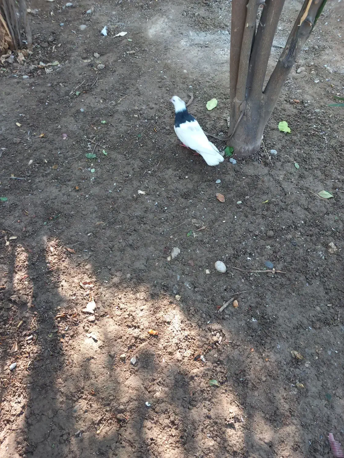 طوقی ماده|پرنده|شوش, |دیوار