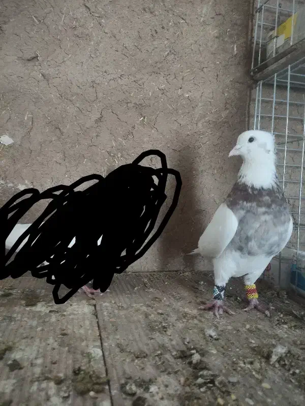 کبوتر طوقی ، هفت رنگ،گرگی ، بد رنگ|پرنده|اصفهان, محمودیه|دیوار