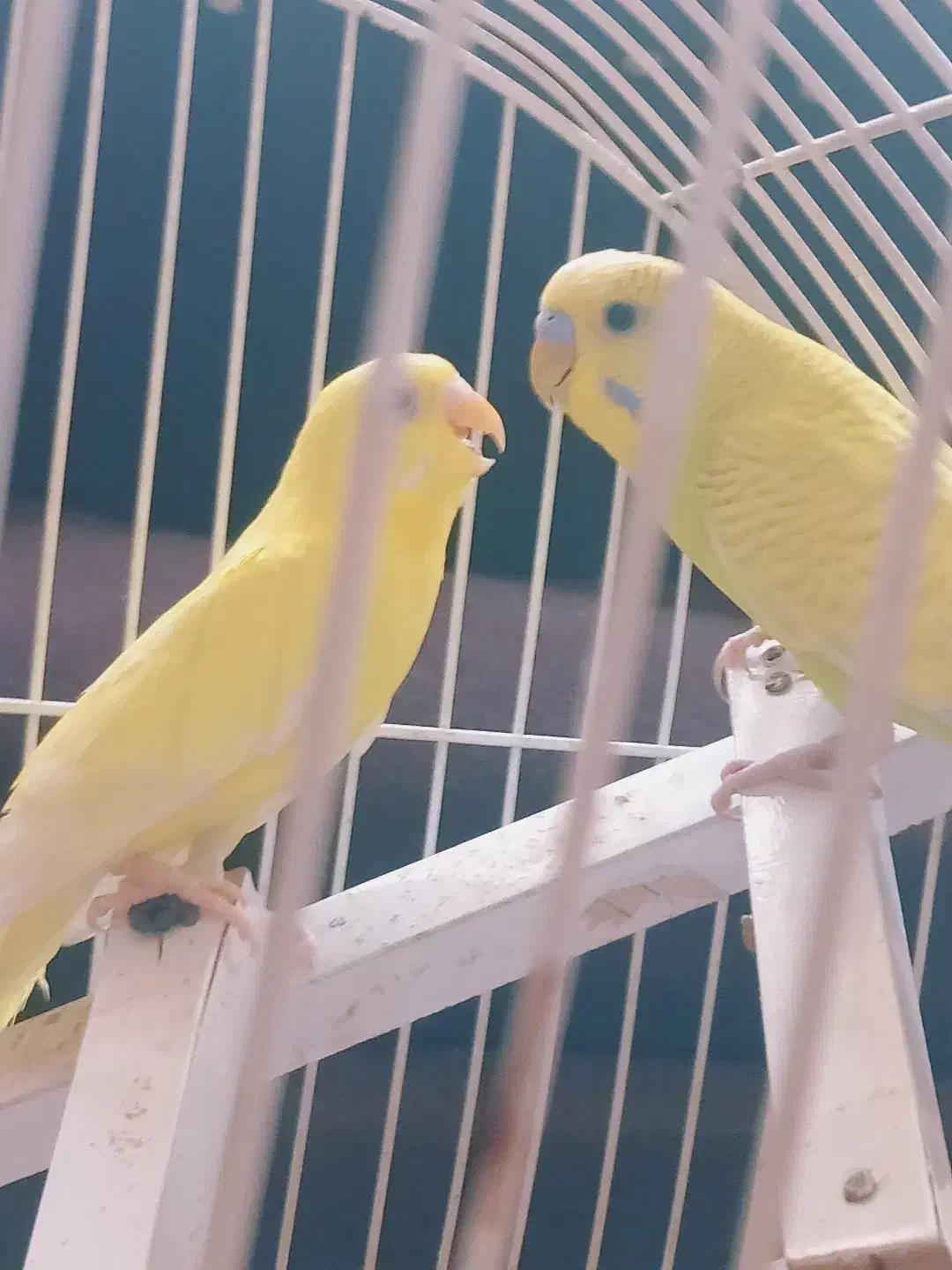 یک جفت مرغ عشق خوش رنگ|پرنده|مشهد, هفده شهریور|دیوار