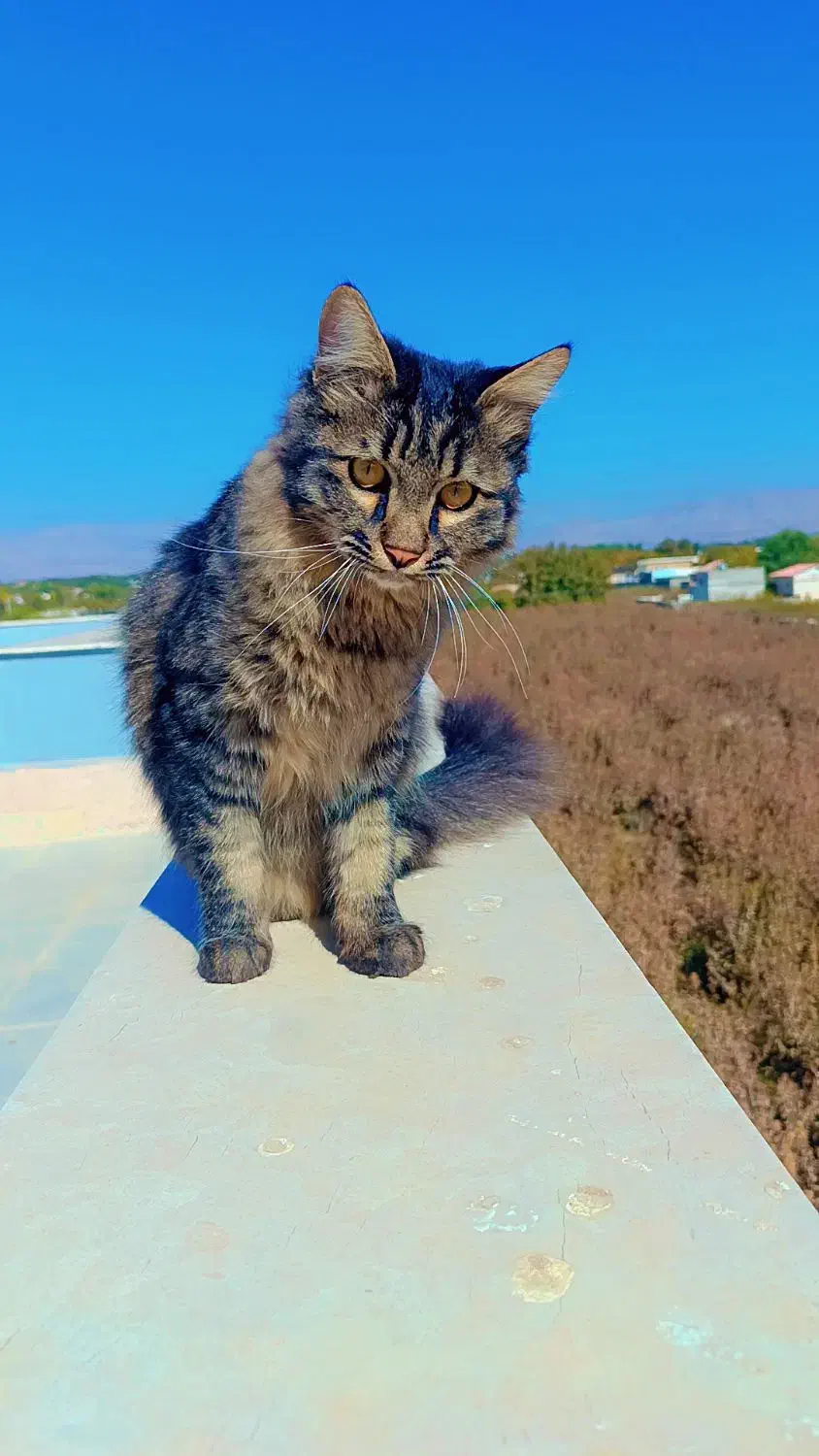 دوعددگربه خونگی خوشگل بازی گوش|گربه|رامجین, |دیوار