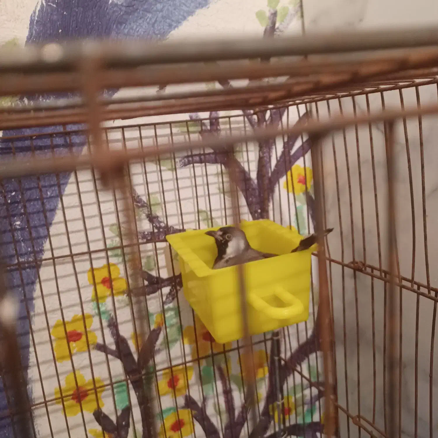 مرغ مینا|پرنده|فولادشهر, فولادشهر|دیوار