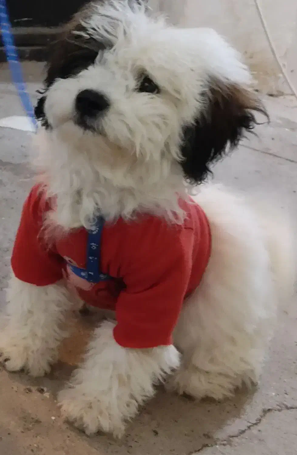 سگ اشپیتزتریرماده|سگ|کرمان, |دیوار