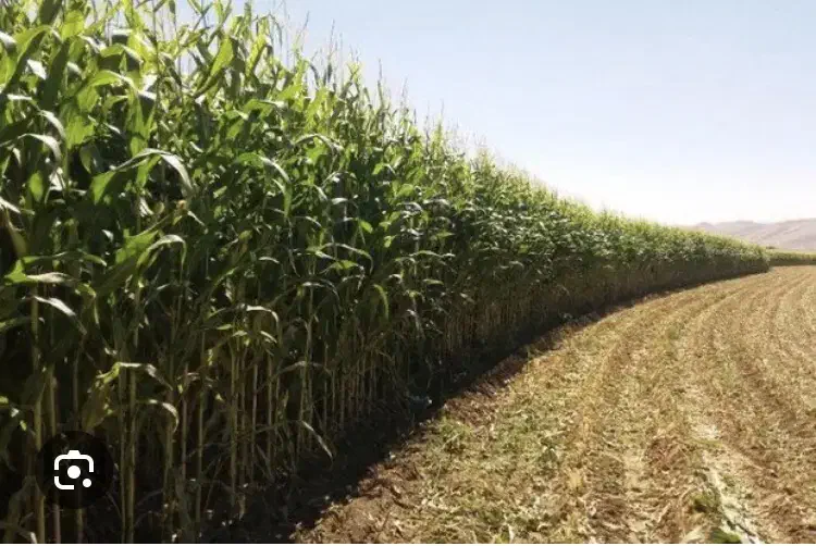 ذرت علوفه|لوازم جانبی حیوانات|مرودشت, ابوذر جنوبی|دیوار