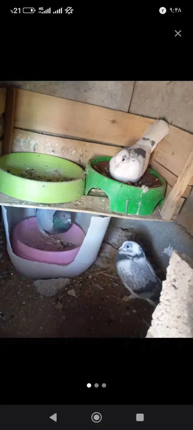 کبوتر دونه صد|پرنده|سر آسیاب یوسفی, |دیوار