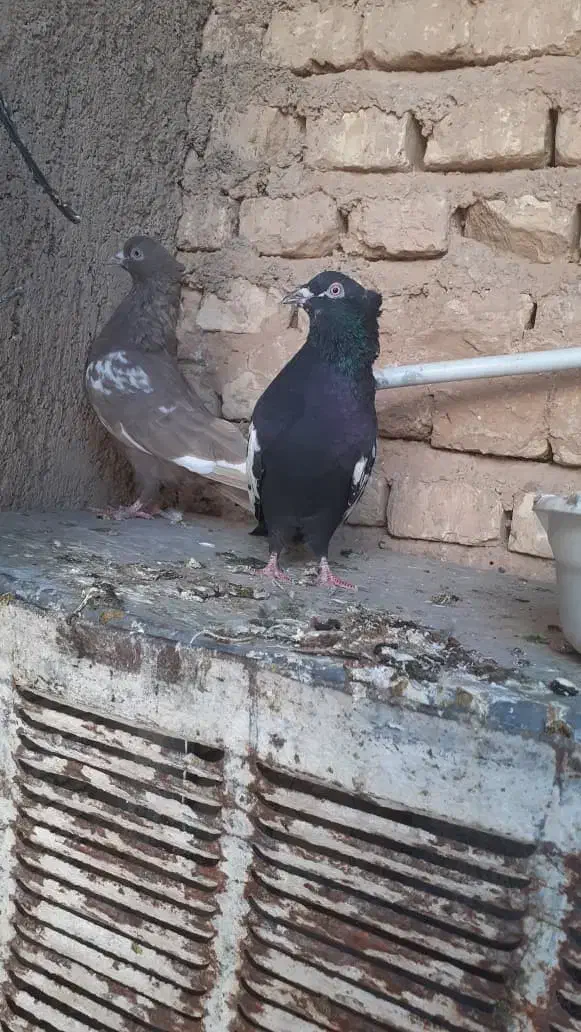 ۵ تا کفتر بهبهانی نر هوایی باهم ۵۰۰|پرنده|شیراز, شهرک زینبیه|دیوار