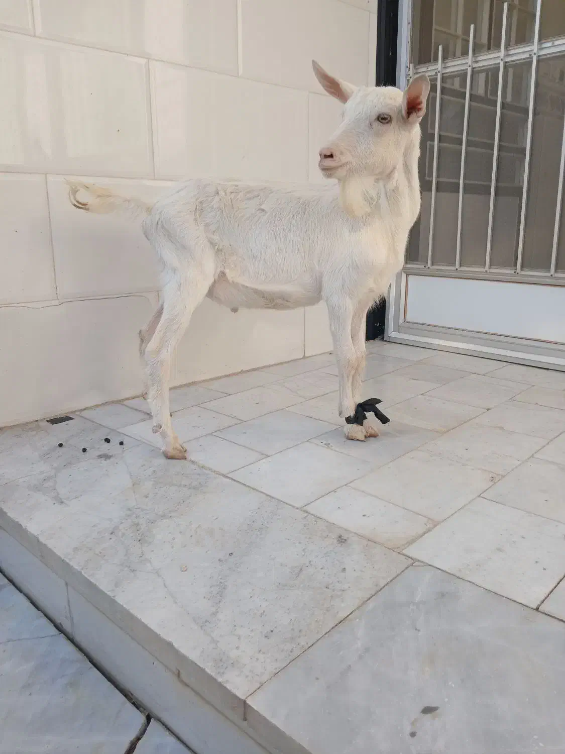 بزغاله نرسانن|حیوانات مزرعه|میبد, |دیوار