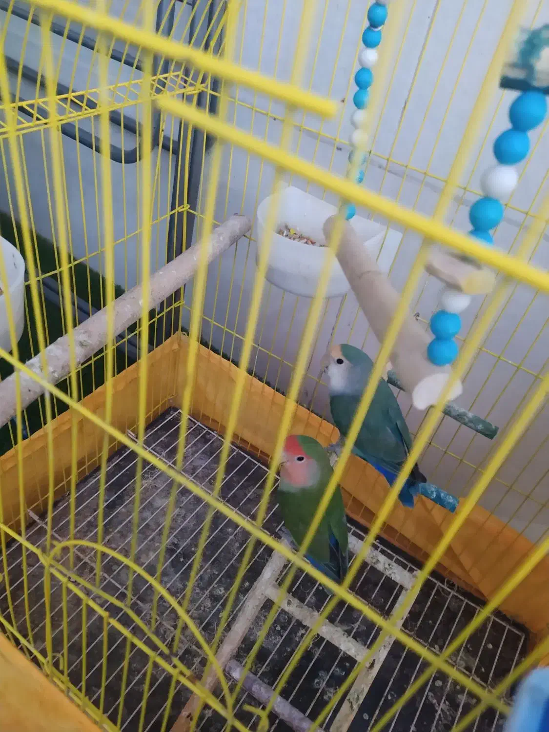 یه جفت طوطی برزیلی|پرنده|دزفول, |دیوار