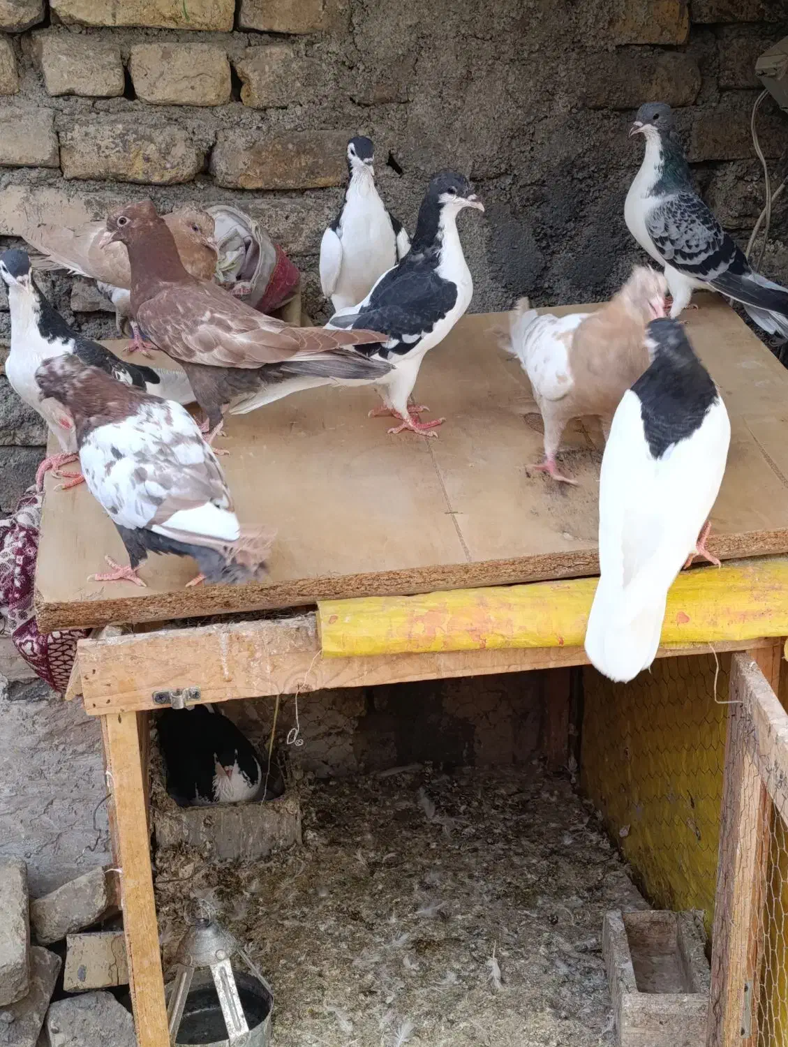 سلام کفتر معاوضه|پرنده|شاندیز, |دیوار