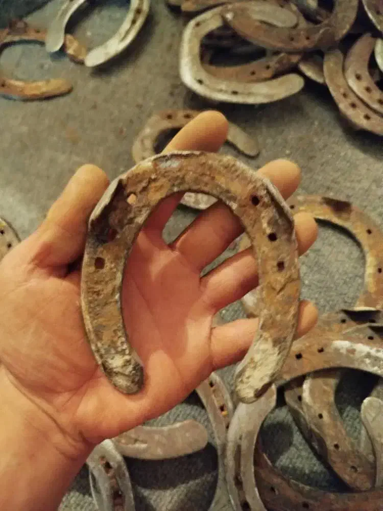 نعل اسب|اسب و تجهیزات اسب‌سواری|محمدشهر, محمدشهر|دیوار