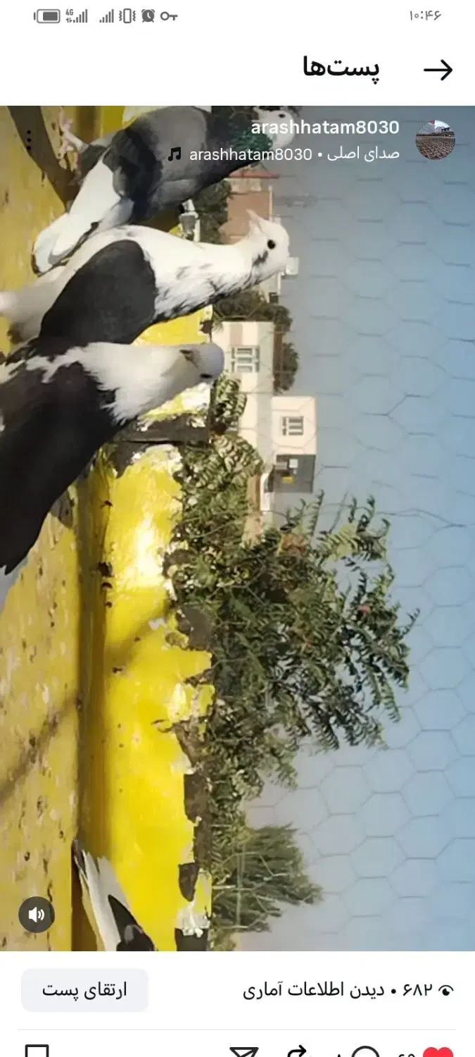 کبوتر شازده باپشدار|پرنده|محمدبار, |دیوار