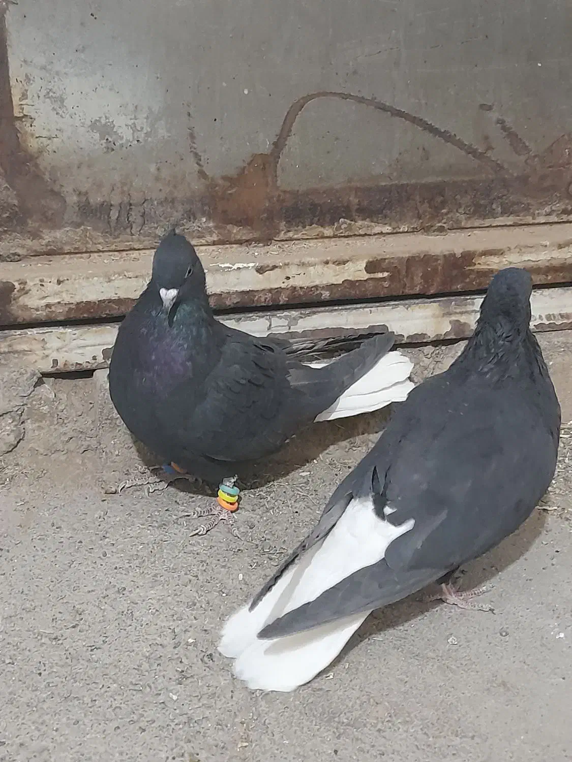 کفتر|پرنده|سبزوار, جنت|دیوار