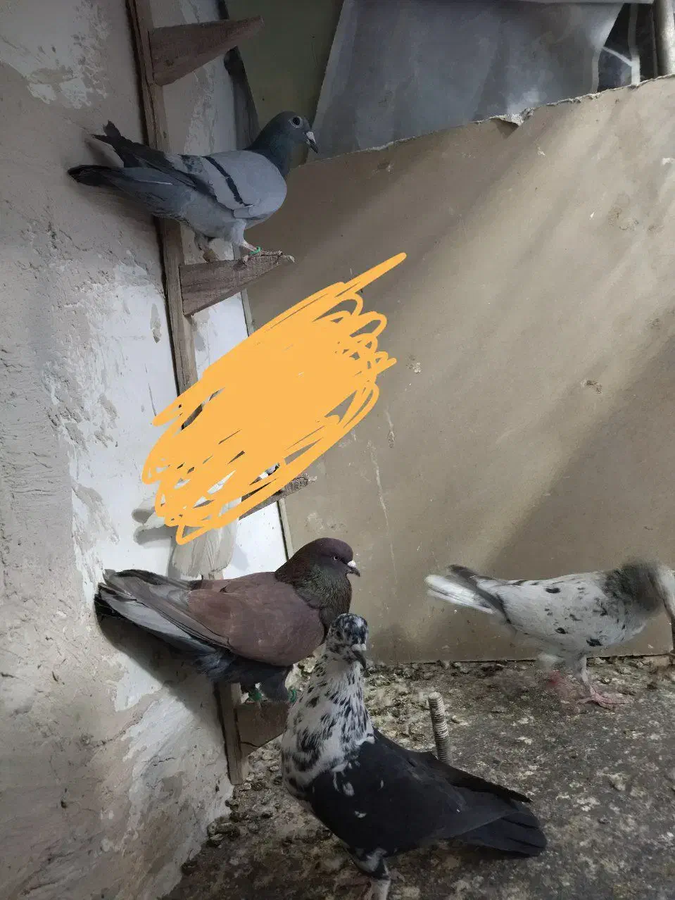 کفتر بوم|پرنده|مشهد, کوشش|دیوار