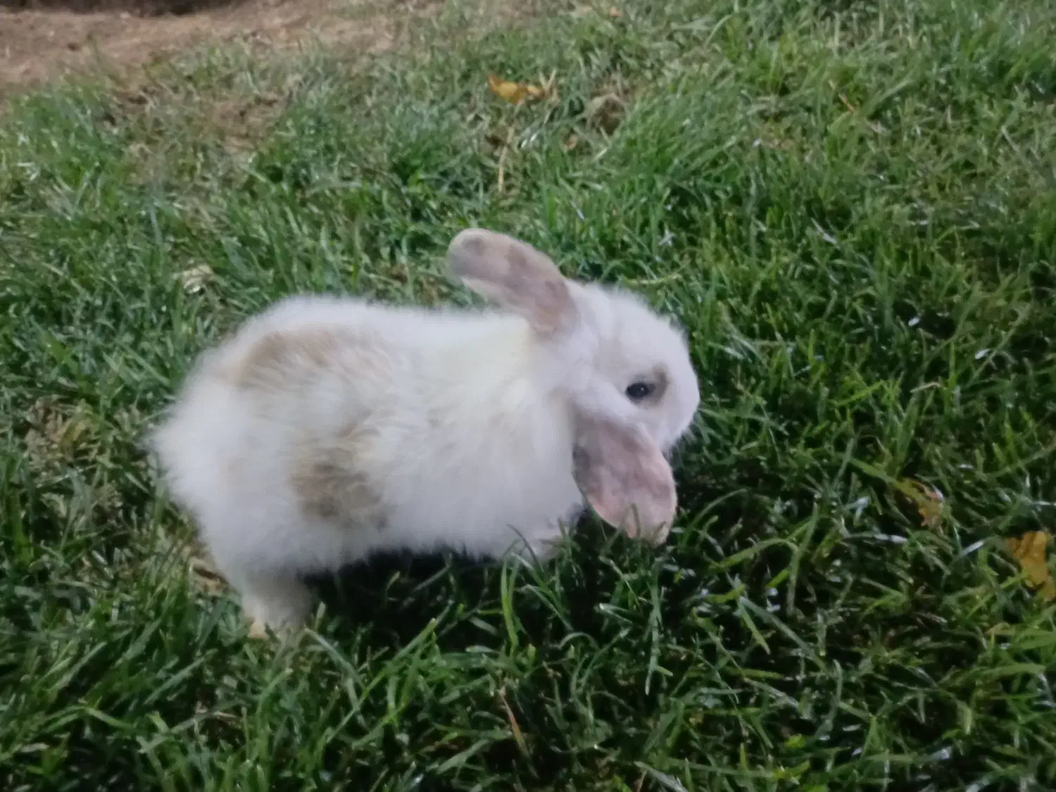 خرگوش لپی|موش و خرگوش|خمینیشهر, |دیوار