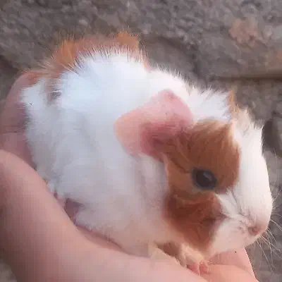 خوکچه هندی|موش و خرگوش|مشهد, موعود|دیوار