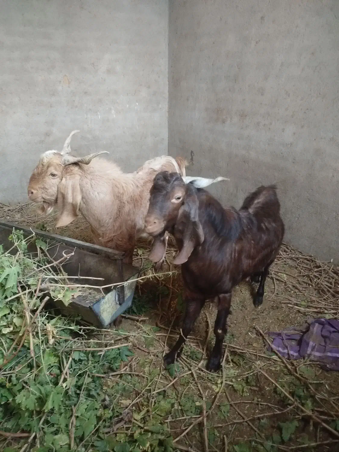 بزغاله فروشی|حیوانات مزرعه|بردسکن, |دیوار