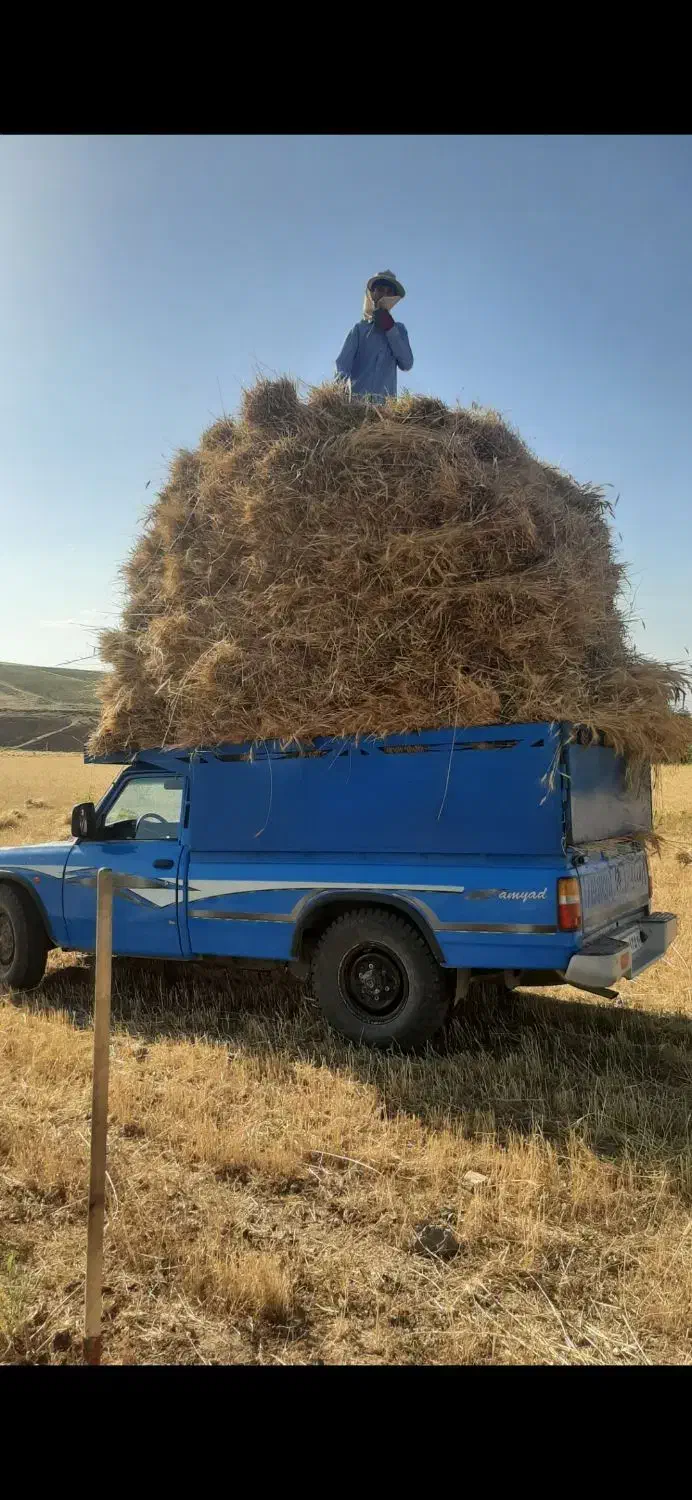 بذر گندم جام اصلاح شده|گل و گیاه طبیعی|اهر, |دیوار