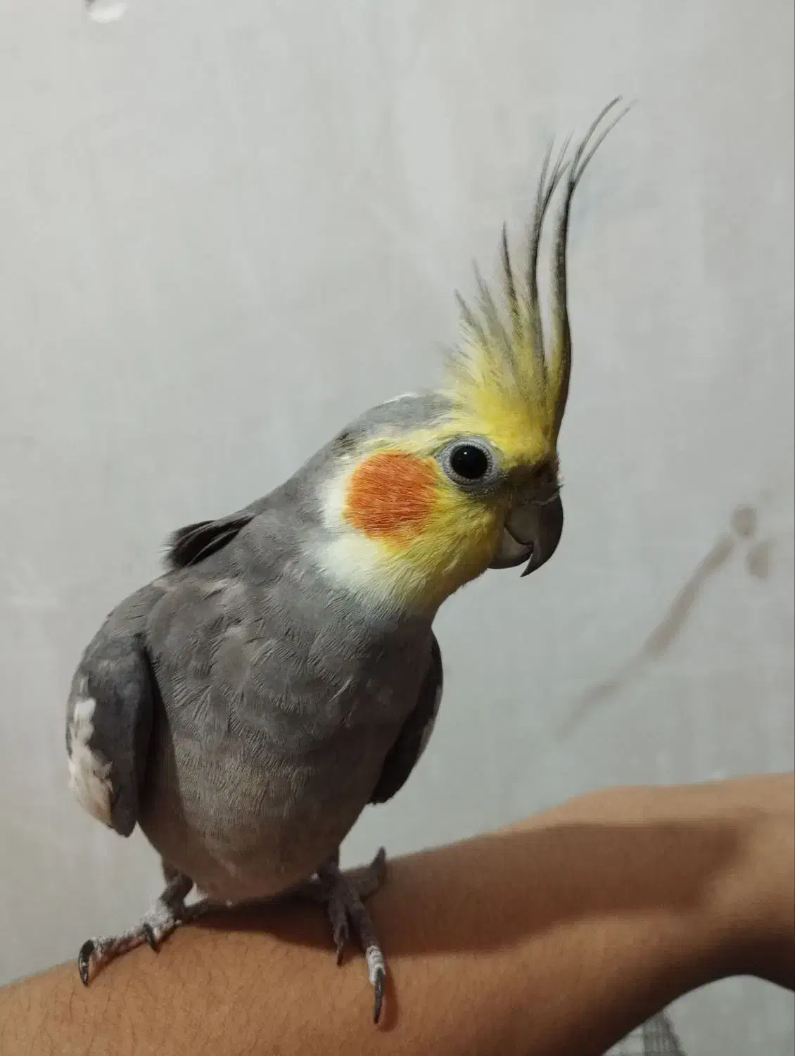 فروش پرنده|پرنده|رباط‌کریم, نصیرشهر|دیوار