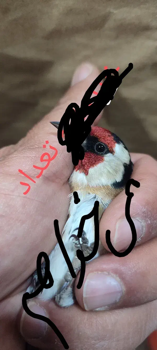 سهره سر سیاه پایزه|پرنده|شیراز, نیایش|دیوار