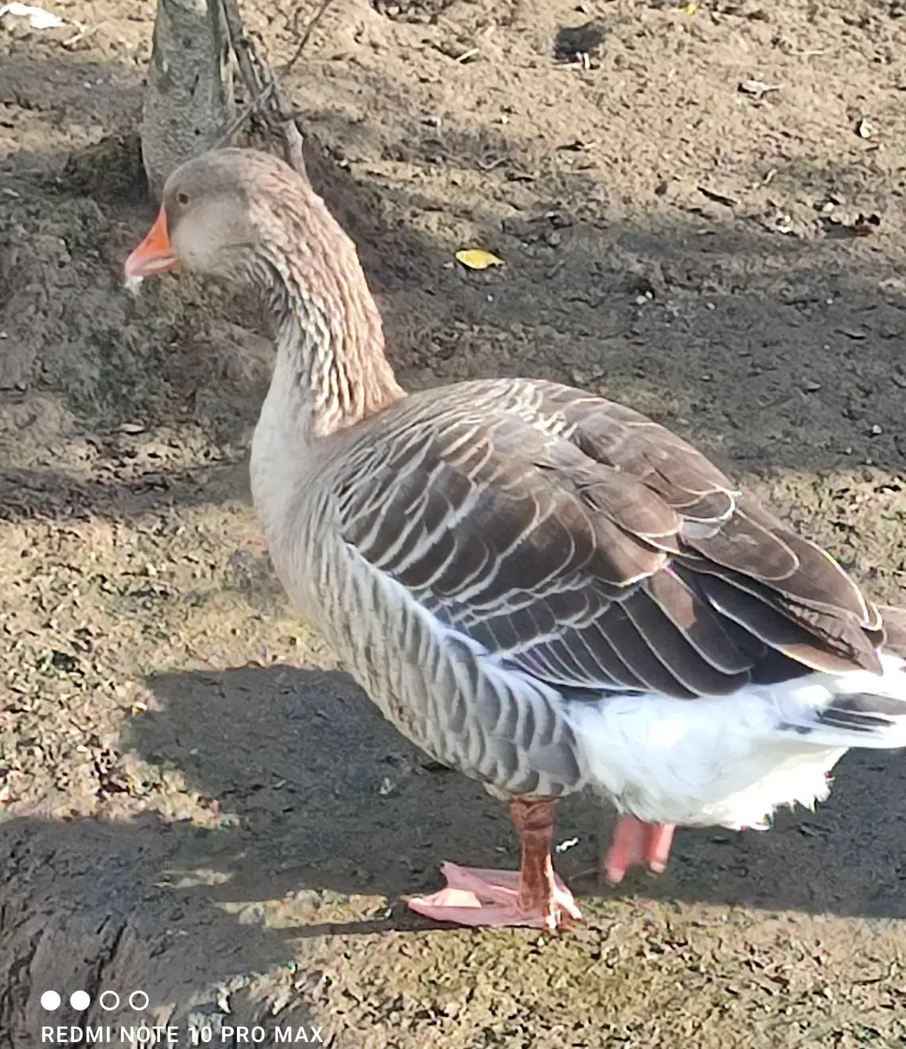 غوغاز غاز محلی|حیوانات مزرعه|رشت, آتشگاه|دیوار