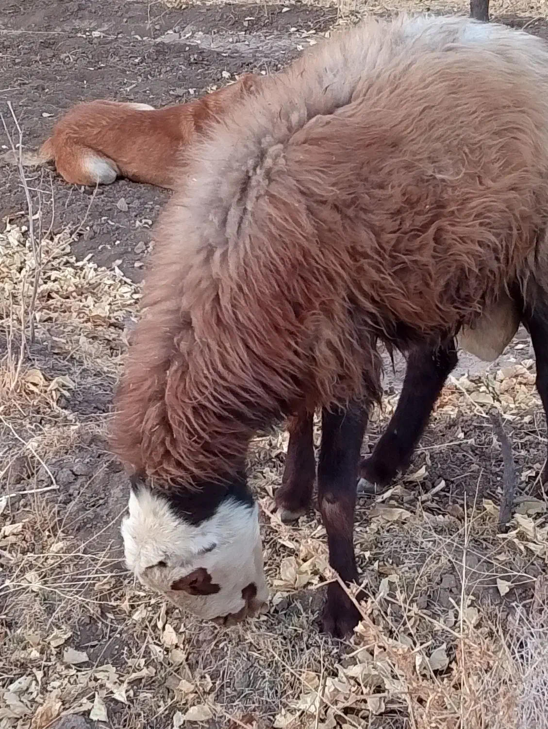 گوسفند|حیوانات مزرعه|بردسکن, |دیوار