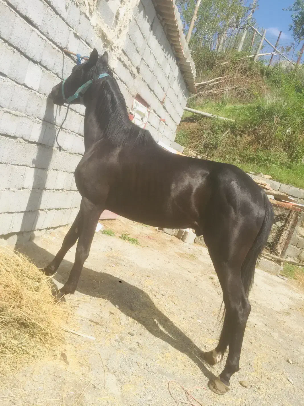 نریان مشکی ۵ساله|اسب و تجهیزات اسبسواری|رشت, پل تالشان|دیوار