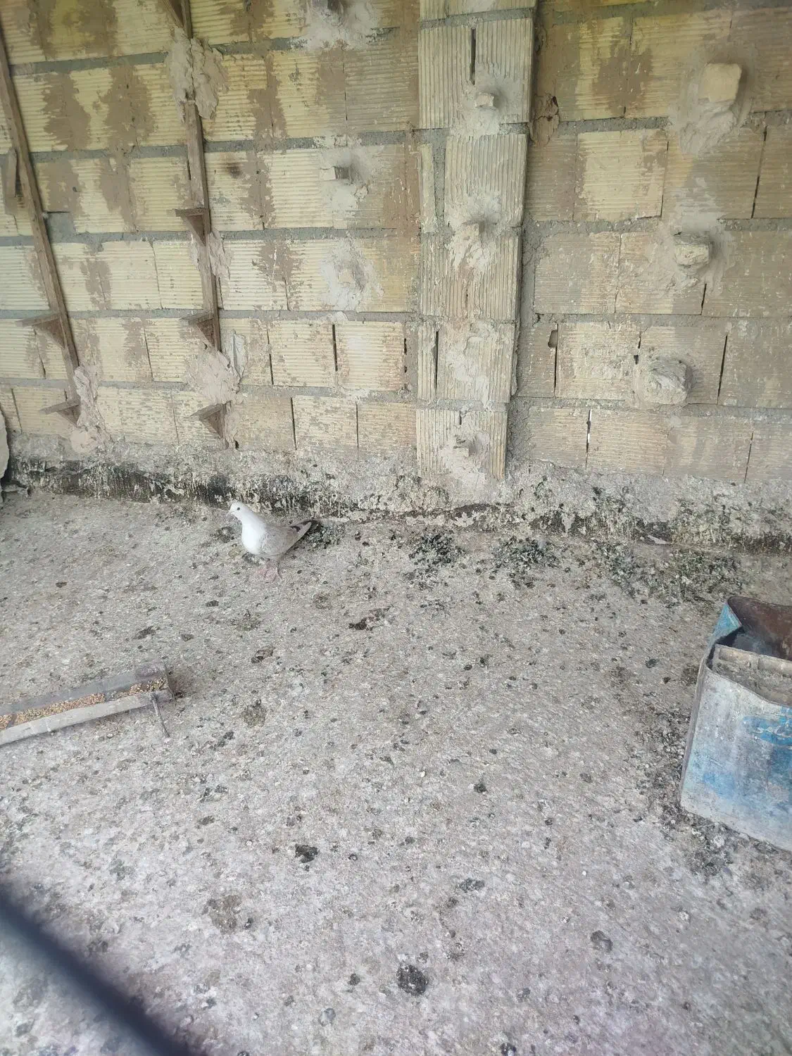 کبوتر کفتر ماده مخمل طاووسی|پرنده|شیراز, فرودگاه شهید دستغیب شیراز|دیوار