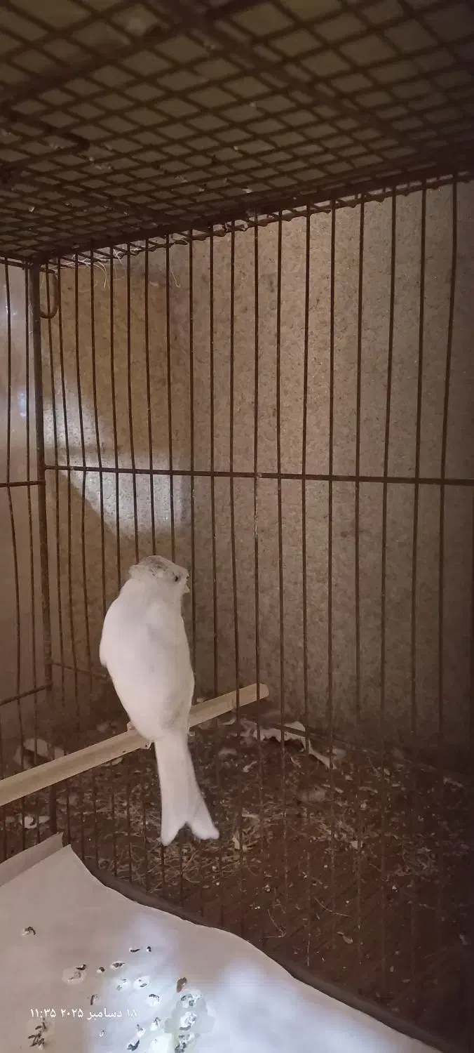 قناری سوپری سفید کاکولی|پرنده|رشت, صفاری|دیوار