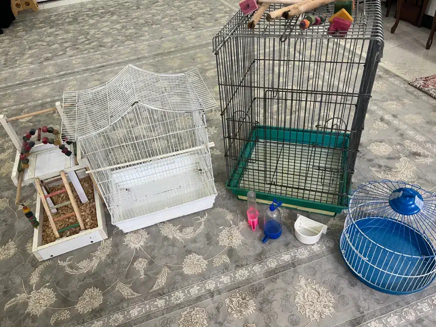 قفس و اسباب بازی پرنده|لوازم جانبی حیوانات|لاهیجان, امیرشهید|دیوار