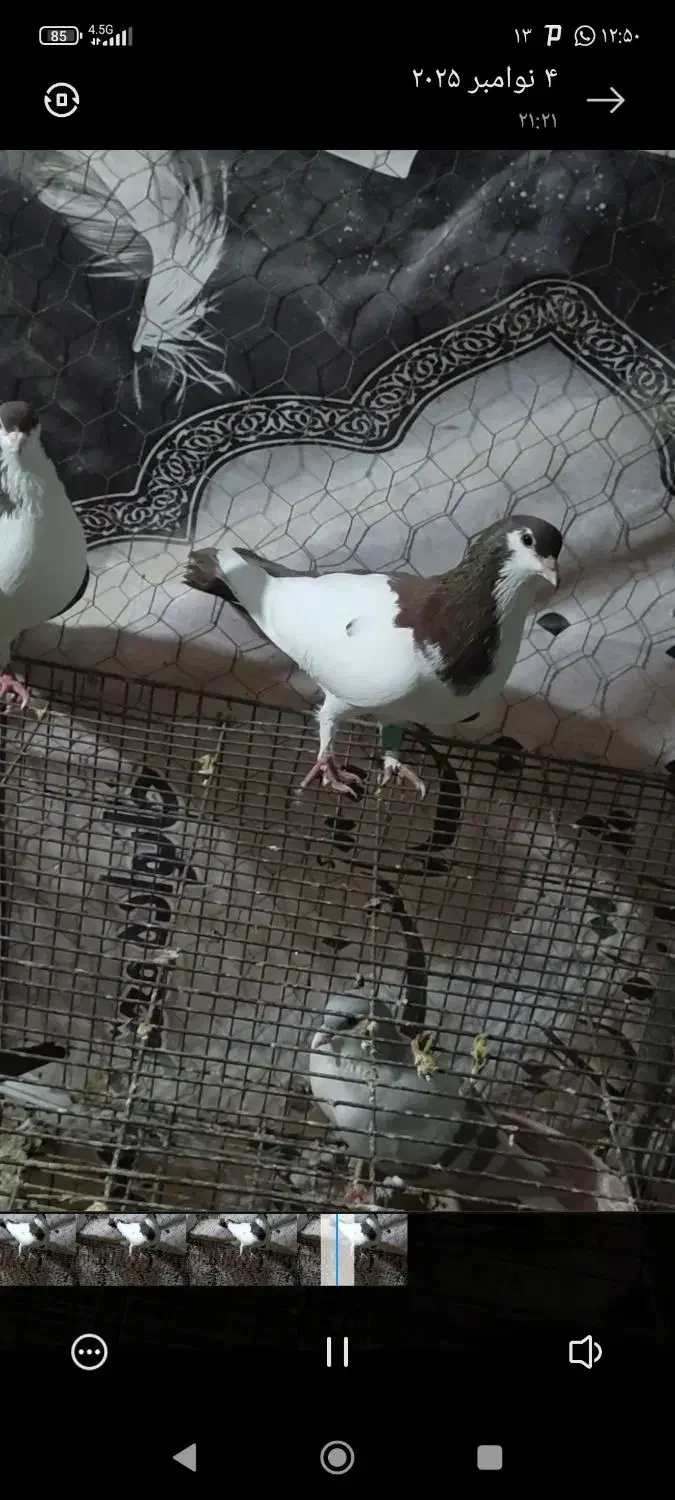 یک جفت چپ سرخ خونی|پرنده|بندر کنگان, |دیوار